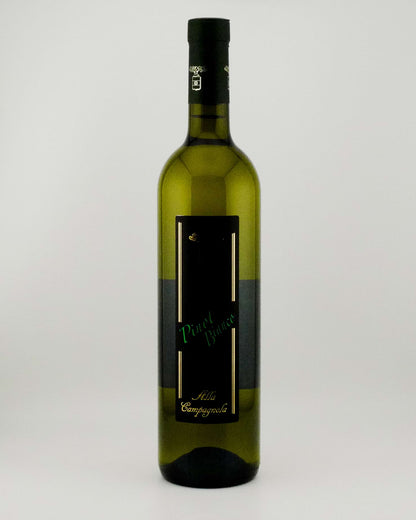 Pinot Bianco from Veneto on a white background
